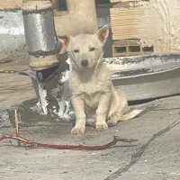 پاکوتاه سرابی