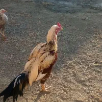 مرغ خروس لاری