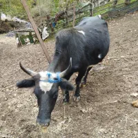 یک راس گاو باردار اولین شکم 7ماه باردار به شرط|حیوانات مزرعه|پرهسر, |دیوار