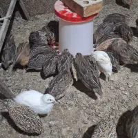 فروش بلدرچین