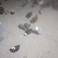 مرغ وخروس|حیوانات مزرعه|ساروق, |دیوار