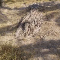 پیش نخل|گل و گیاه طبیعی|وحدتیه, |دیوار