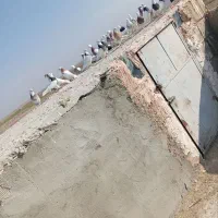 ۲۷عدد طوقی پرشی|پرنده|سبزوار, امیر کبیر|دیوار