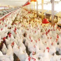 فروش انواع مرغداری در استان مازندران