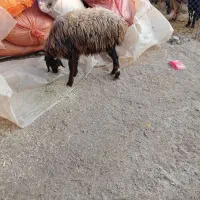 میش جوان ابستن|حیوانات مزرعه|گتوند, |دیوار