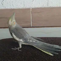 عروس هلندی|پرنده|شیراز, منطقه هوایی شهید دوران|دیوار