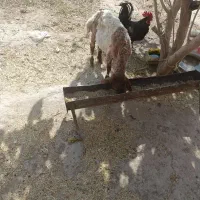 بره ماده مست چاق