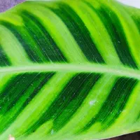 گل مارنتا یوکا پرنده بهشتی نیکولای نخل بادبزن