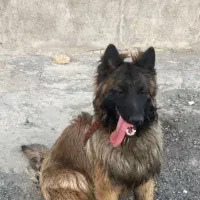 سگ میکس ژرمن مالینویز بلژیک