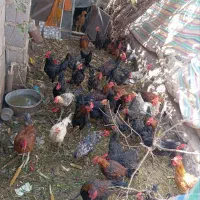 جوجه