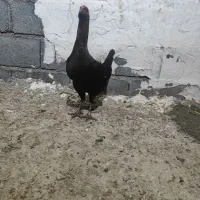 مرغ دو رگ لاری