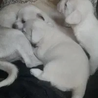 واگذاری توله شیتزو|سگ|کرمان, |دیوار