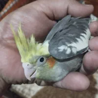 جوجه عروس هلندی|پرنده|زاهدان, |دیوار