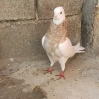 طوق پرتقالی