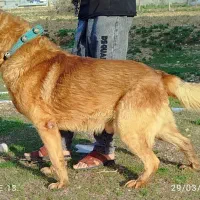 سگ . ژرمن|سگ|یاسوج, |دیوار