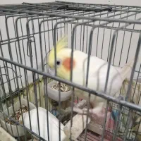 فروش یک جفت عروس هلندی لوتینو بالغ|پرنده|شیراز, میانرود|دیوار