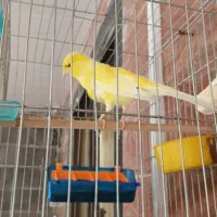 قناری ماده رسمی بلند