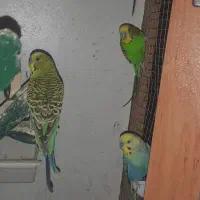 مرغ عشق|پرنده|رباطکریم, رباطکریم|دیوار