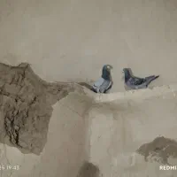 جفت‌سبز‌المانی