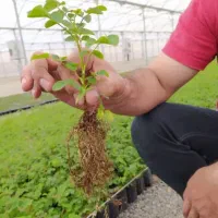 فروش گل محمدی بصورت شاخه ای|گل و گیاه طبیعی|باسمنج, |دیوار
