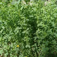 یونجه
