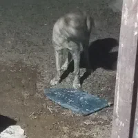 سگ خراسانی|سگ|تربتحیدریه, بهشت عسکری|دیوار