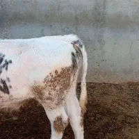 8راس گوساله سفید آبی و سیمینتال