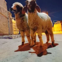 بره نروماده عراقی چاق چاق