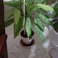 گلهای زیبا و آپارتمانی