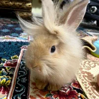 خرگوش لیون هد خارجی|موش و خرگوش|تبریز, |دیوار