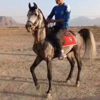 اسب کرد فروشی نریون