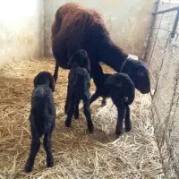 گوسفند و بز آبستنی قطعی و چند قلوزایی