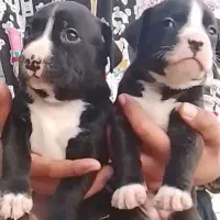 پیت بول مشکی شناسنامه دار نگهبان سفت سفت|سگ|کاشان, راوند|دیوار