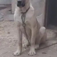 سگ سرابی اصیل