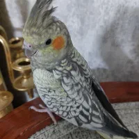 عروس هلندی ماده