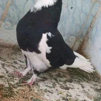 شازده خوشگل