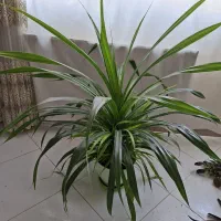 گیاه پاندانوس سبز