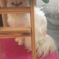 گربه پرشین رد پوینت|گربه|قم, شهرک فاطمیه|دیوار