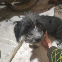 سگ ترییر سیاه