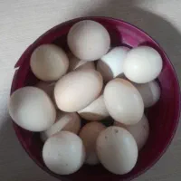 خروس برهما غول پیکرتخم برهما موجوده باخط خونی بالا