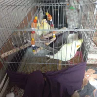 عروس هلندی|پرنده|آران و بیدگل, |دیوار