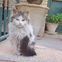 فروش گربه نروژین خانگی