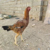 مرغ‌لاری|حیوانات مزرعه|پائین جام, |دیوار