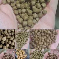 خوراک ماهی کپور