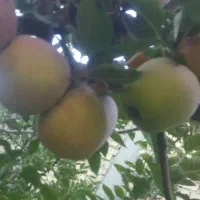 فروش سیب درجه یک طمع دارکامفیروز|حراج|شیراز, شاهچراغ|دیوار