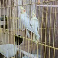 جفت عروس هلندی لوتینو زعفرانی مولد