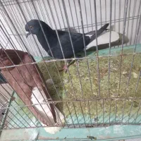 کبوتر|پرنده|بم, |دیوار