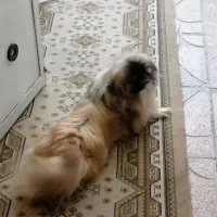 سگ نژاد دار خونگی|سگ|گرگان, |دیوار