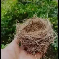 قناری نرمست مست معاوضه باجفت گلدین