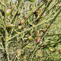 بادام کوهی تلخ لرستان برای روغن و شیرین کردن